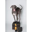Show in main carousel: Pawz Waterproof Dog Boots, Black, X-Large, 12 count slide 7 of 10