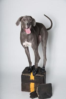 Show full view: Pawz Waterproof Dog Boots, Black, X-Large, 12 count slide 7 of 10