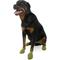 Show in main carousel: Pawz Waterproof Rubber Dog Boots, Olive Green, 12 count, Large slide 7 of 8