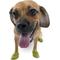 Show in main carousel: Pawz Waterproof Rubber Dog Boots, Olive Green, 12 count, Small slide 7 of 8