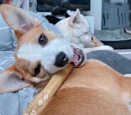 peaksNpaws All Natural Caffeine Free Small Dog Coffee Wood Chews Treat