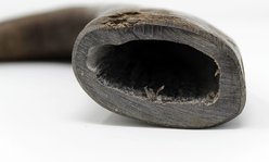 peaksNpaws All natural premium Large Dog Water Buffalo Horns Treat, 1 count slide 2 of 6