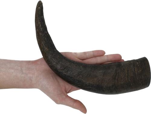 Show full view: peaksNpaws All natural premium Large Dog Water Buffalo Horns Treat, 1 count slide 6 of 7