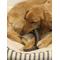 Show in main carousel: peaksNpaws All natural premium Large Dog Water Buffalo Horns Treat, 1 count slide 7 of 7