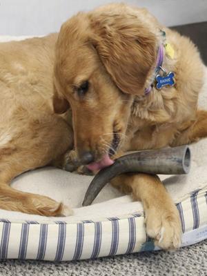 Show full view: peaksNpaws All Natural Premium Water Buffalo Horn Dog Treat, Medium, 1 count slide 7 of 8