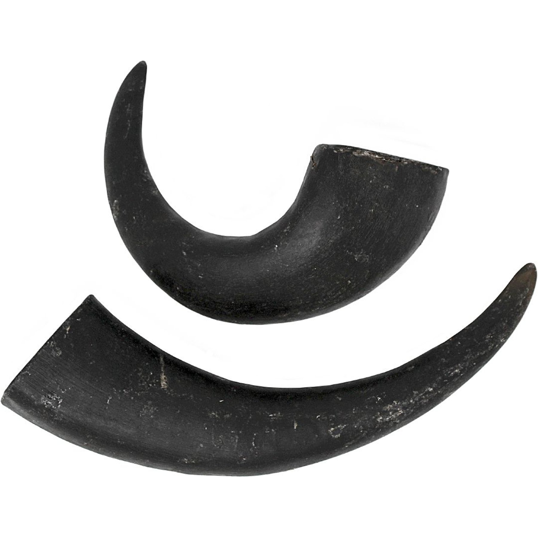 peaksNpaws All natural premium Small Dog Water Buffalo Horns Treat