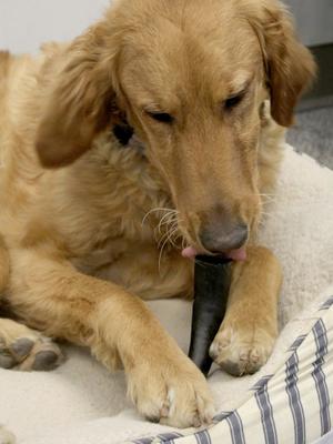 Show full view: peaksNpaws All natural premium Small Dog Water Buffalo Horns Treat slide 6 of 7