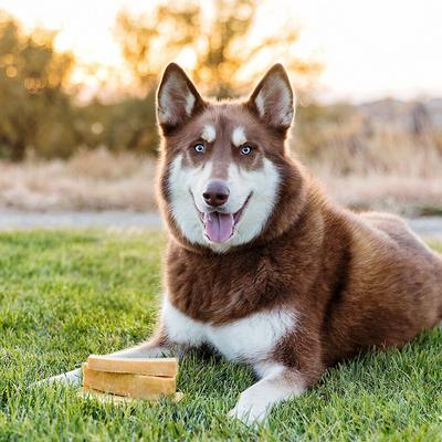 Show full view: peaksNpaws Yak Milk X-Large Dog Value Pack Dog Chew Treats, 3 count slide 5 of 9