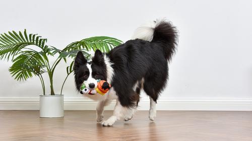 Show full view: PEANUTS Adventurer Snoopy In Sleeping Bag Squeaky Plush Dog Toy, 7.5-in slide 5 of 6