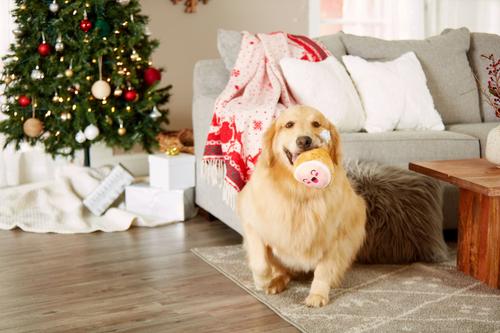 Show full view: Pearhead M.C. Hammy Dog Toy slide 3 of 6