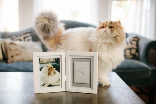 Show full view: Pearhead Pawprints Desk Frame, 4 x 6-in slide 5 of 9