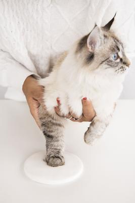 Show full view: Pearhead Pet Paw Print Photo Frame with Clay Imprint Kit, Black slide 5 of 8