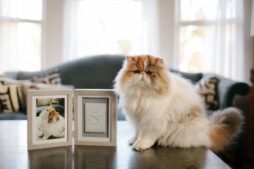 Show full view: Pearhead Pet Pawprints Desk Frame Kit slide 5 of 8