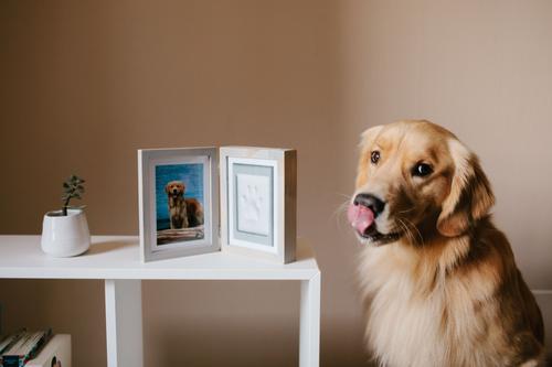 Show full view: Pearhead Pet Pawprints Desk Frame Kit slide 6 of 8