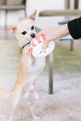 Pearhead Sushi Bento Dog Toys, 3 count slide 2 of 7