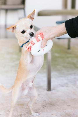 Show full view: Pearhead Sushi Bento Dog Toys, 3 count slide 2 of 8