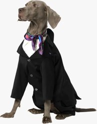 Pebot Ace Dog & Cat Blazer, Black, 10