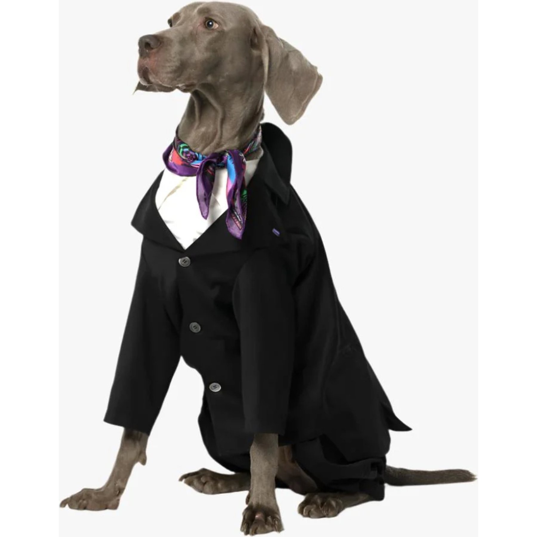 Pebot Ace Dog & Cat Blazer, Black, 16