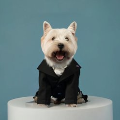 Pebot Ace Dog & Cat Blazer, Black, 18 slide 2 of 4