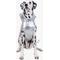 Show in main carousel: Pebot Alita Hooded Dog & Cat Raincoat, Silver, 26 slide 1 of 5
