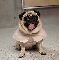 Pebot Cyberry Dog & Cat Windbreaker Trench, Tan, 14 slide 2 of 6