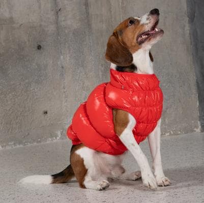 PEBOT Dog & Cat Puffer Coat, Red, 12 - Chewy.com
