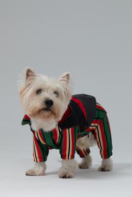 Show full view: Pebot Falcon 2 Dog & Cat Harness Onesie, Neon Red/Stripe, 18 slide 2 of 4