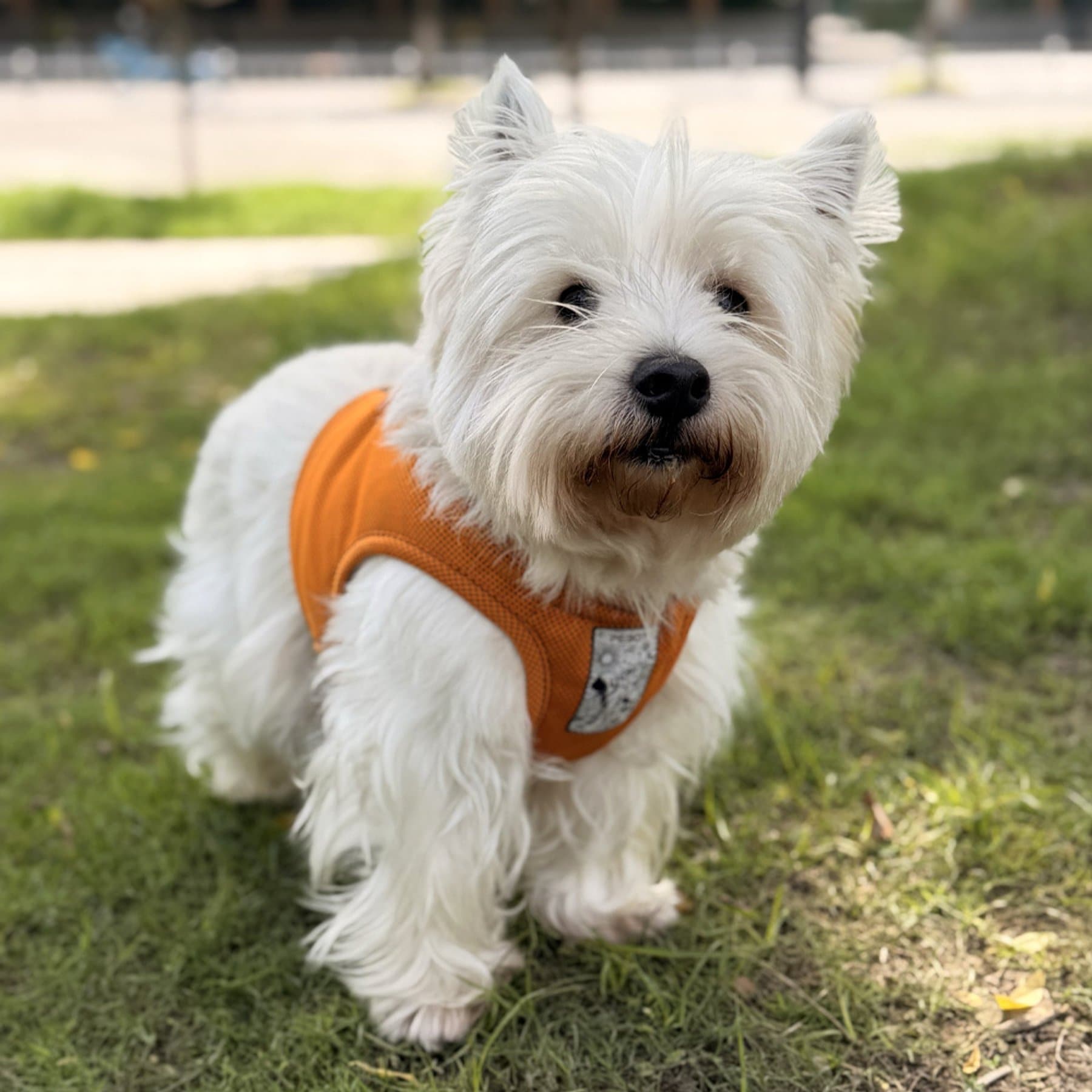 Pebot Hedwig Sun Protection & Cooling Dog Harness Vest, Ginger, Medium/14
