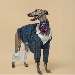 Pebot King Dog & Cat Blazer & Beret, Blue Check, 24 slide 2 of 4