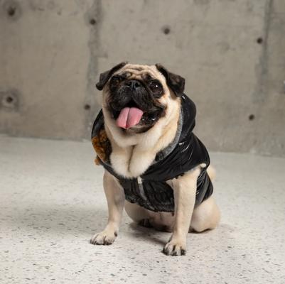Show full view: Pebot Poppy Reversible Dog & Cat Vest, Black Floral, 22 slide 3 of 6