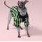 Show in main carousel: Pebot Ranger 2 Dog & Cat Jacket, Ripple: Green/Black, 22 slide 3 of 4