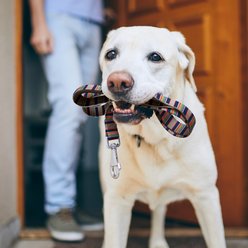 Pendleton Yellowstone National Park Adventure Dog Leash, Yellowstone, 6-ft long, 1-in wide slide 2 of 5