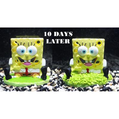 Show full view: Penn-Plax Aqua-Flora SpongeBob SquarePants Living Aquarium Ornament slide 5 of 7