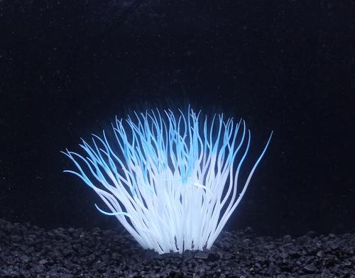 Show full view: Penn-Plax Aqua-Plants Artificial Soft Silicone Sea Anemone Fish Plant, Blue slide 5 of 10
