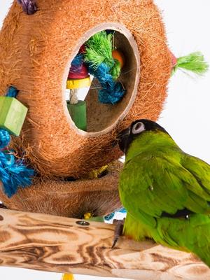 Show full view: Penn-Plax Bird Life Coconut Kabob Bird Toy slide 6 of 9