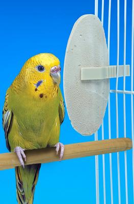 Show full view: Penn-Plax Bird-Life Natural E Cuttlebones Bird Supplement, 2 count slide 5 of 7