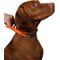 Show in main carousel: Penn-Plax Bungee Dog Collar, Orange/Black, Large slide 3 of 9