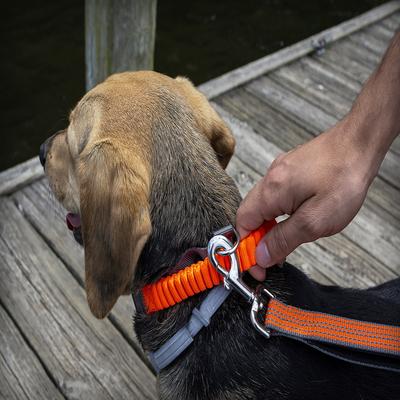 Show full view: Penn-Plax Bungee Dog Collar, Orange/Black, Large slide 6 of 9