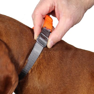 Show full view: Penn-Plax Bungee Dog Collar, Orange/Black, Medium slide 5 of 9