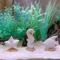 Show in main carousel: Penn-Plax Coastal Aquarium Kit Fish Ornament slide 4 of 4