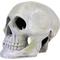 Show in main carousel: Penn-Plax Deco Replicas Human Skull Fish Ornament, Grey slide 6 of 8