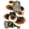 Show in main carousel: Penn-Plax Deco-Replicas Tree Trunk with Shelf Mushrooms Aquarium Decoration Fish Ornament, Medium slide 8 of 10