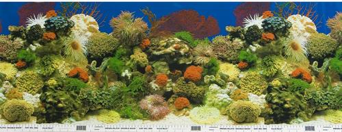 Show full view: Penn-Plax Double-Sided Aquarium Fish Background, Multicolor slide 8 of 9