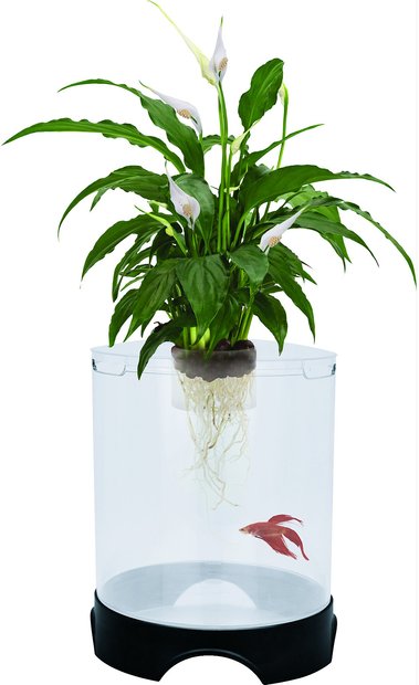 Fish Tank & Aquarium Kit | Chewy