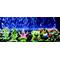 Show in main carousel: Penn-Plax Officially Licensed SpongeBob SquarePants Aquarium Fish Accessories, Multicolor slide 3 of 9