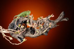 Penn-Plax Reptology Flexible Climbing Vine with Leaves, 5-ft, Brown slide 2 of 3