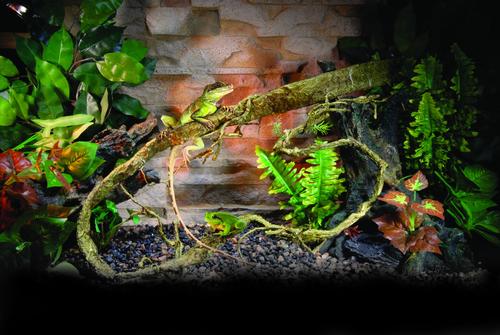 Show full view: Penn-Plax Reptology Reptile Climber Vine, 5-ft, Brown slide 5 of 5