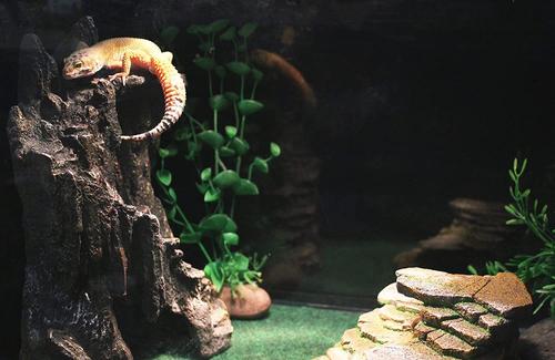 Show full view: Penn-Plax Reptology Shale Scape Cavernous Cliff Ornament slide 4 of 9