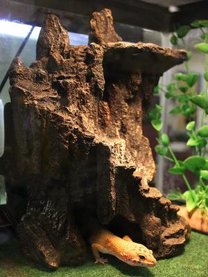 Show full view: Penn-Plax Reptology Shale Scape Cavernous Cliff Ornament slide 5 of 9