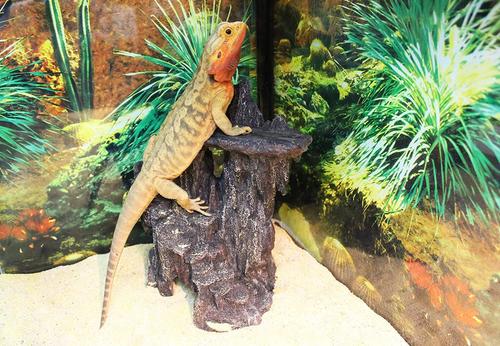 Show full view: Penn-Plax Reptology Shale Scape Cavernous Cliff Ornament slide 7 of 9